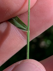 Festuca subverticillata