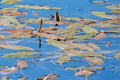 Potamogeton natans