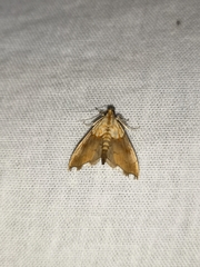 Agrotera nemoralis