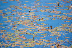 Potamogeton natans