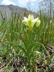 Iris caucasica