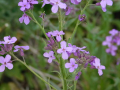 Hesperis matronalis