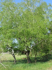 Betula pendula carelica