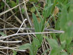 Hesperis matronalis
