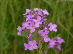 Hesperis matronalis