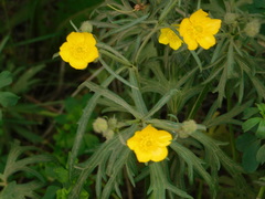 Ranunculus polyanthemos