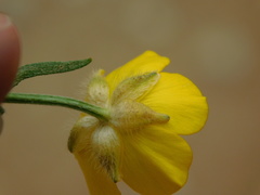 Ranunculus polyanthemos