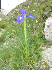 Iris latifolia