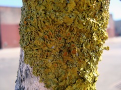 Xanthoria parietina
