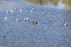 Chroicocephalus ridibundus