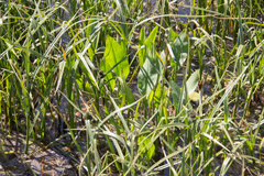 Alisma plantago-aquatica