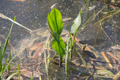 Alisma plantago-aquatica