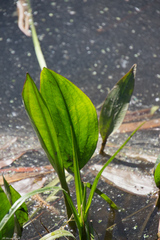 Alisma plantago-aquatica