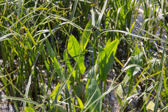 Alisma plantago-aquatica