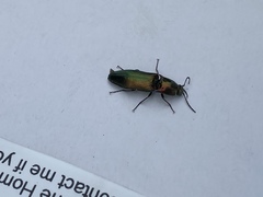 Nitidolimonius resplendens