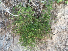 Roepera maritima