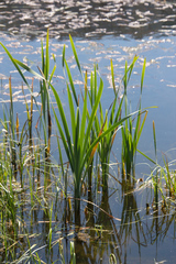 Typha latifolia