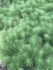 Equisetum pratense image