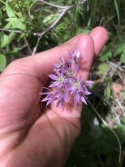 Allium bisceptrum