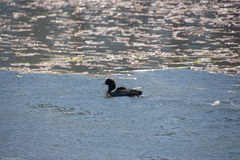 Fulica atra