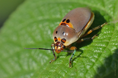 Augocoris illustris