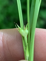 Carex timida