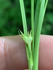 Carex timida