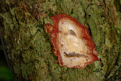 Canarium schweinfurthii