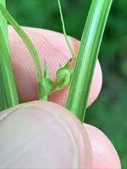 Carex timida