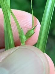 Carex timida