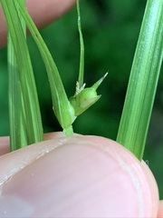 Carex timida