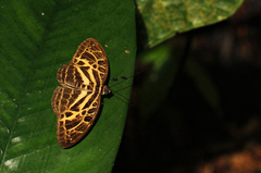 Catuna
