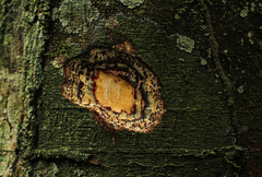 Celtis tessmannii
