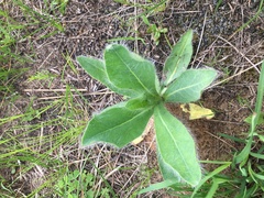 Hieracium longipilum