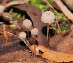 Mycena mijoi