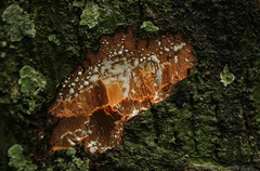 Chrysophyllum lacourtianum