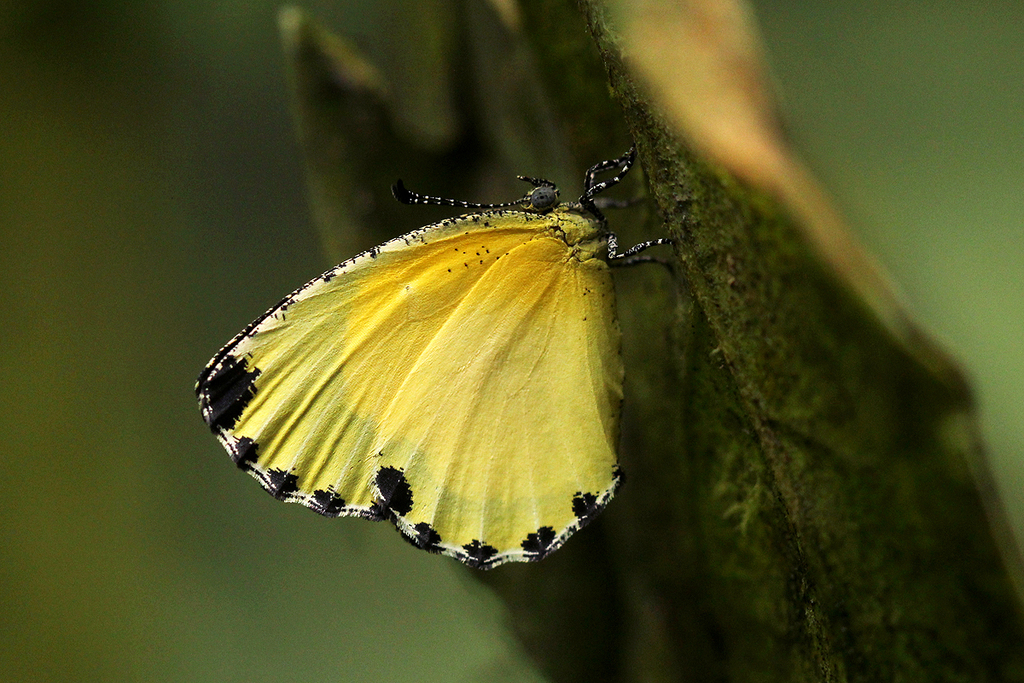 Citrinophila terias