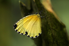 Image of Citrinophila terias