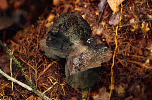 Combretum lokele image