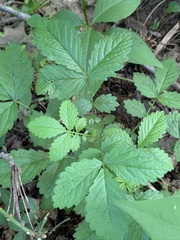 Agrimonia rostellata