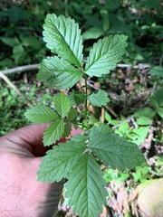 Agrimonia rostellata