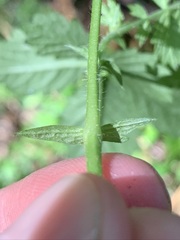 Agrimonia rostellata