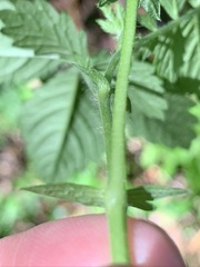 Agrimonia rostellata