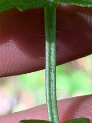 Agrimonia rostellata