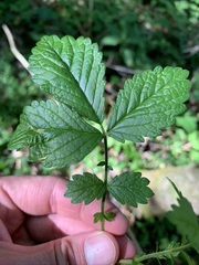 Agrimonia rostellata