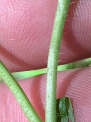 Agrimonia rostellata