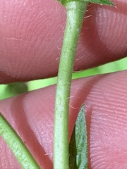 Agrimonia rostellata