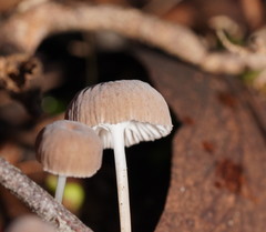 Mycena mijoi