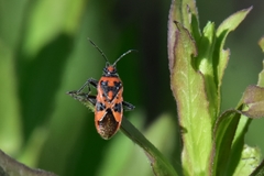 Corizus hyoscyami