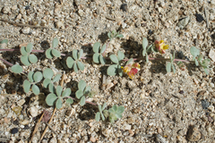 Acmispon decumbens davidsonii